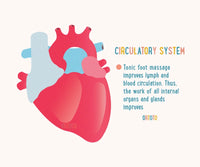 An infographic about the Circulatory System.