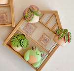 The Greenhouse Plant Shelf Clicker Fidget Keychain 2x2 revealing its detachable components.