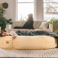 In the background, a dog sits on a cream colored couch in front of a bright window. In the foreground, a person is laying in a giant dog bed, covered in a blanket.