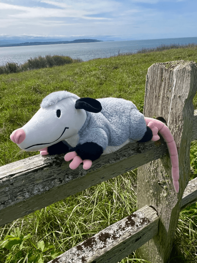 The 3 lb Weighted Opossum Plush on a mossy wooden fence.