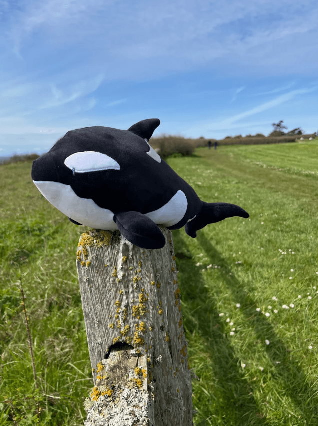 The 3 lb Weighted Orca Plush on a mossy fence.